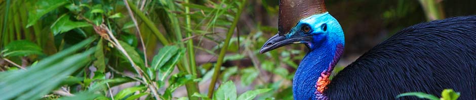 Cassowary