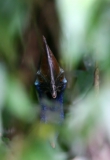 Cassowary close-up