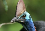 Cassowary Close-up