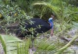 Adult Cassowary