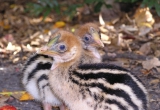 Cassowary chicks 