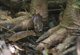 Cassowary Feet