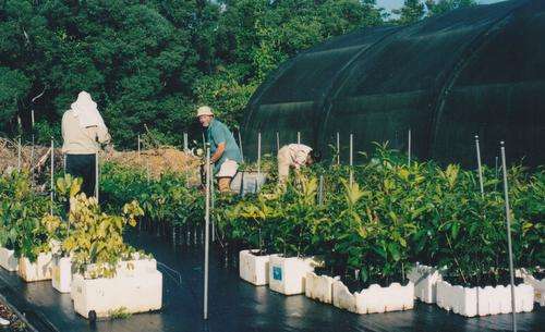 Plants ready to go at the nursery