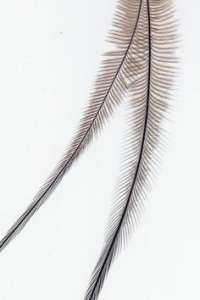 Cassowary feather