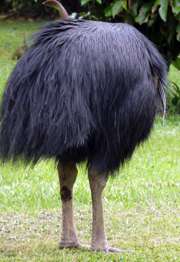 Cassowary Plumage